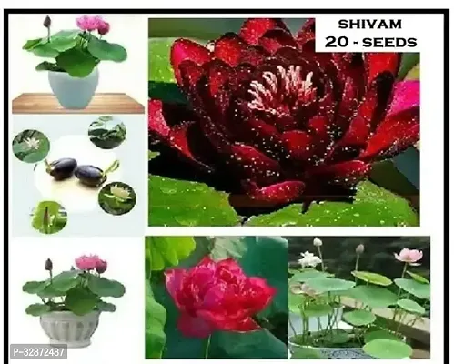 Lotus Flower Seeds-20 SEED-Mixed Color Seeds For Home Garden / Water Lily Flower Plant Seeds