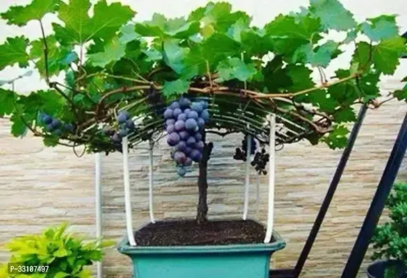 grape seeds fruit plant seed pack of 20 seed for home garden kitchen garden fruit-thumb0