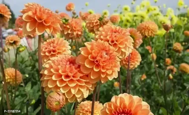 dahlia hybrids mixed color dahlia flower 30 seeds for home gardening