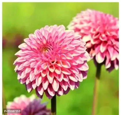 dahlia hybrids mixed color dahlia flower 30 seeds for home gardening