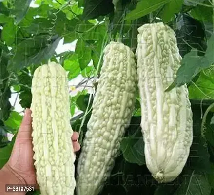 bitter gourd vegetable seeds karela seeds plant 20 seeds home garden pack-thumb0