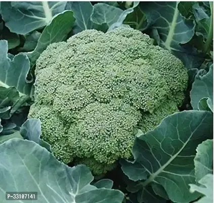 broccoli f1 hybrid vegetable seeds pack 50 seeds home and kitchen gardening-thumb0