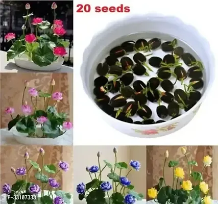 lotus flower seeds mix indoor for home garden 20 seeds instruction manual