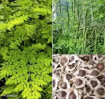 organic moringa drumstick seeds saijan ki phalli saragavo pack of 15 seeds