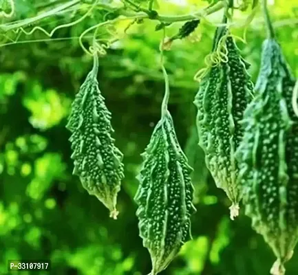 bitter gourd vegetable seeds karela seeds plant 20 seeds home garden pack-thumb0