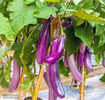 Brinjal (Bengan)F1 Hybrid Vegetable Seeds-Pack of 100 Seeds-thumb0