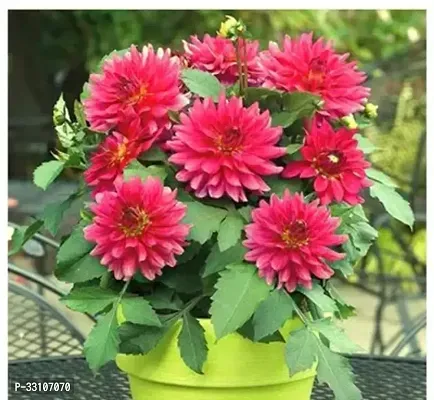 dahlia hybrids mixed color dahlia flower 30 seeds for home gardening-thumb0