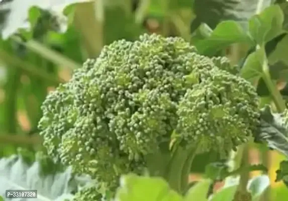 broccoli f1 hybrid vegetable seeds pack 50 seeds home and kitchen gardening