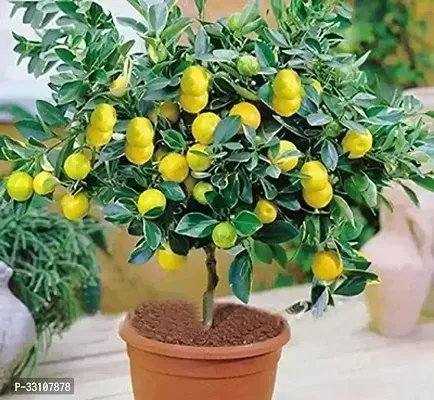 exotic hybrid lemon vegetable seeds lime 10 seeds for home kitchen gardening-thumb0