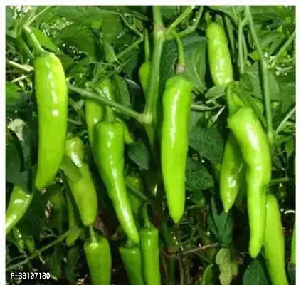 chilli f1 hybrid vegetable seeds pack of 50 seeds