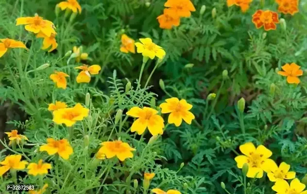 Marigold Flower Seeds For All Season India-(pack of 50 seeeds ) Garden Flower Seeds-thumb0