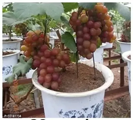 grape seeds fruit plant seeds for home garden kitchen garden fruit 20 seed-thumb0