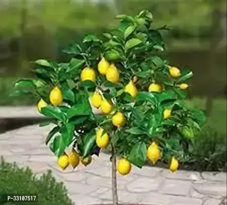 exotic hybrid lemon vegetable seeds lime 10 seeds for home kitchen gardening-thumb0