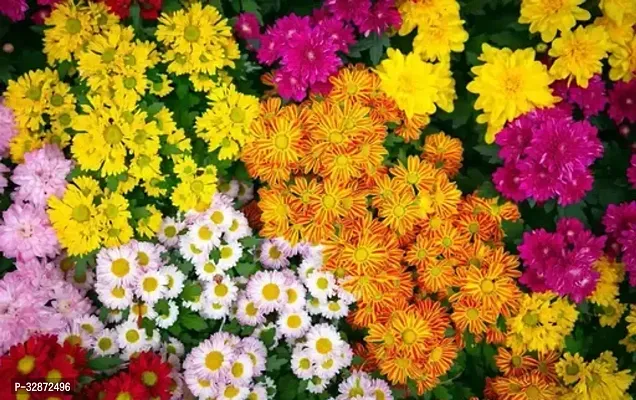 Indian Chrysanthemum Hybrids Mixed Flower ( 50 Seeds )-thumb0