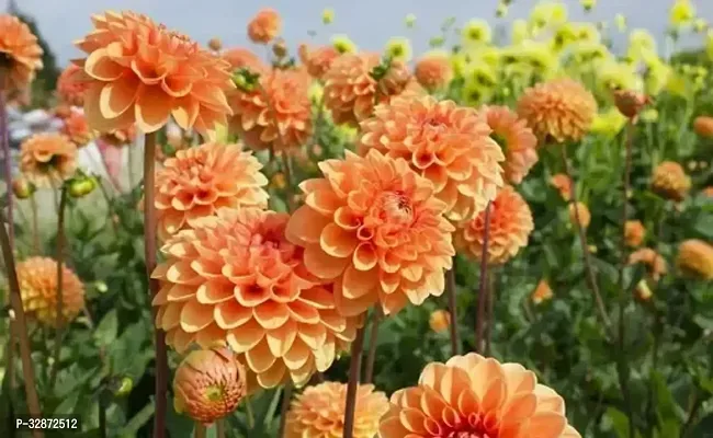 Dahlia Hybrids Mixed Color-Dahlia Flower-30 Seeds-For Home Gardening