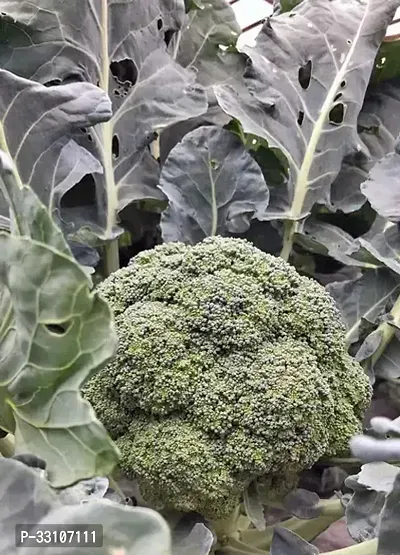 broccoli f1 hybrid vegetable seeds pack 50 seeds home and kitchen gardening-thumb0