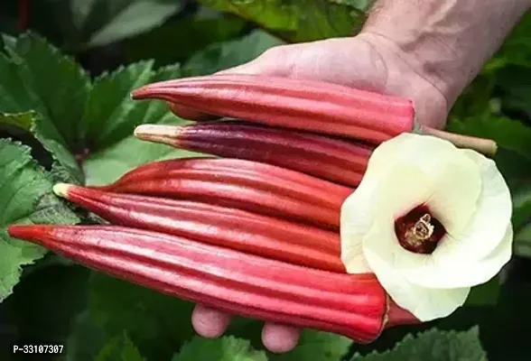 red okra bhindi ladys finger hybrid vegetable pack of 50 seeds