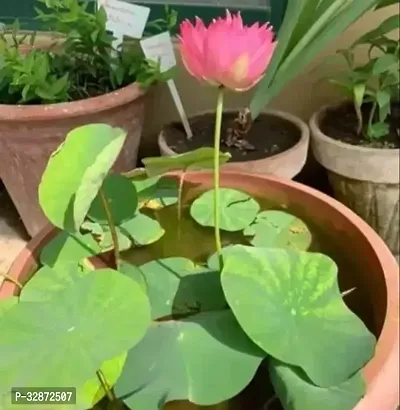 Lotus Flower Seeds-20 SEED-Mixed Color Seeds For Home Garden / Water Lily Flower Plant Seeds-thumb0