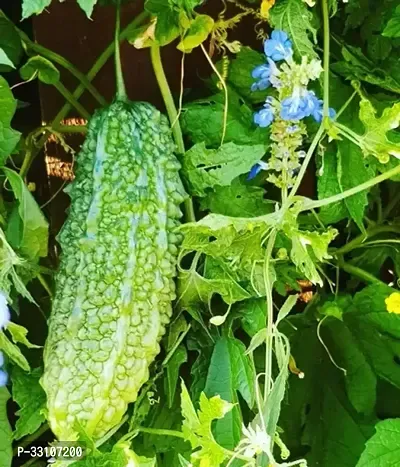 bitter gourd vegetable seeds karela seeds plant 20 seeds home garden pack-thumb0