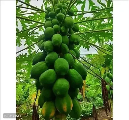 red lady papaya f1 hybrid fruit seeds pack of 40 seed-thumb0