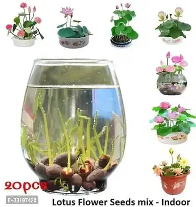 lotus flower seeds mix indoor for home garden 20 seeds instruction manual-thumb0