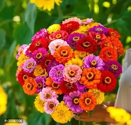 mix seeds of zinnia for your home gardening zinnia multicolour flower seeds for backyard gardening make your gardening exprence batter with zello 25 seeds in pack of 1