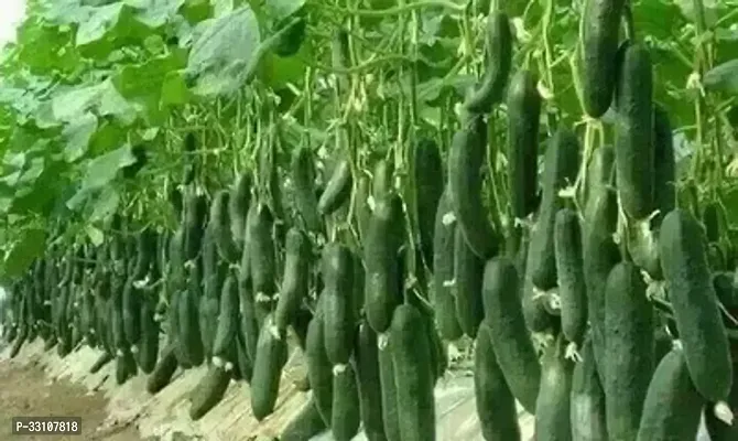 hybrid cucumber vegetable seeds pack of 50 seeds-thumb0