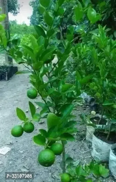 exotic hybrid lemon vegetable seeds lime 10 seeds for home kitchen gardening-thumb0