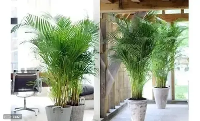 areca palm plant seed 5 seed for home gardening use indoor and outdoor