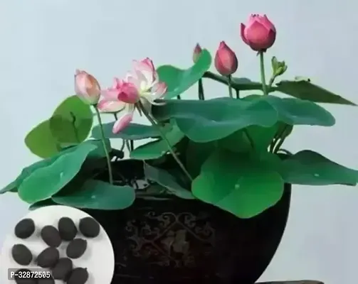 Pink Lotus Flower Seeds ( 20 seed) Organic Water Lilies Lotus Bowl Aquatic Plants Flower Easy to Grow Seeds for Bonsai Planting Pond Indoor Outdoor Decor