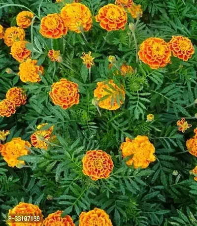 marigold flower seeds for all season india pack of 50 seeeds garden flower seeds