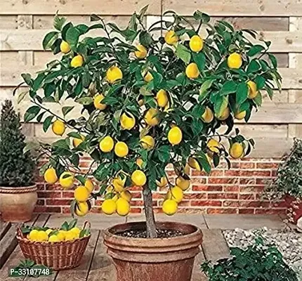 exotic hybrid lemon vegetable seeds lime 10 seeds for home kitchen gardening-thumb0