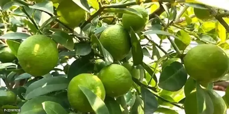 exotic hybrid lemon vegetable seeds lime 10 seeds for home kitchen gardening-thumb0