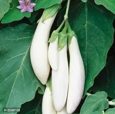 brinjal benganf1 hybrid vegetable seeds pack of 100 seeds-thumb0