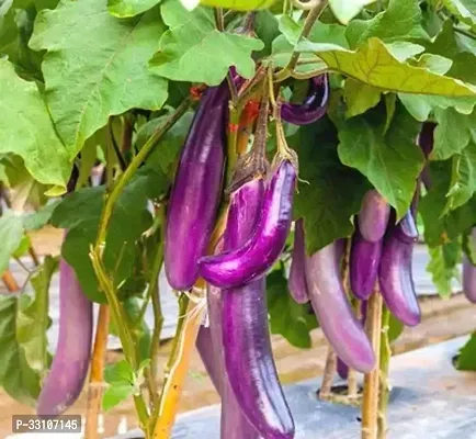 brinjal benganf1 hybrid vegetable seeds pack of 100 seeds-thumb0