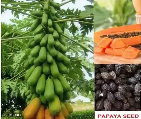 red lady papaya f1 hybrid fruit seeds pack of 40 seed