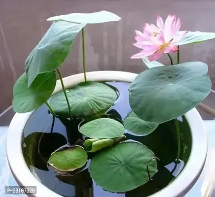 all season mix organic lotus flower seeds for home aquatic garden 20 seeds instruction manual-thumb0