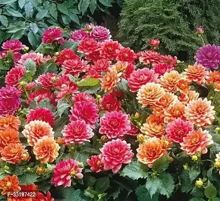 dahlia hybrids mixed color dahlia flower 30 seeds for home gardening-thumb0