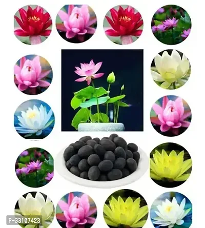 20pcs lotus water lily seeds bowl lotus flower seeds home garden planting multi color