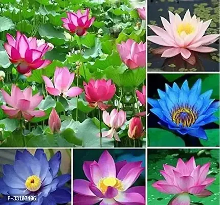 lotus flower seeds mix indoor for home garden 10 seeds instruction manual-thumb0