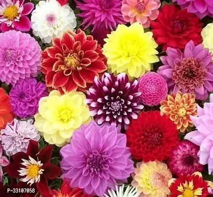 dahlia hybrids mixed color dahlia flower 30 seeds for home gardening-thumb0