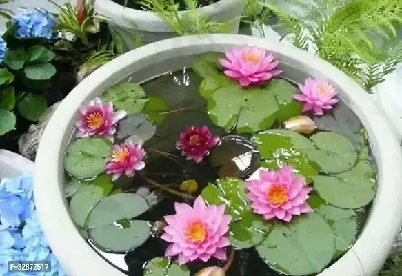 Pink Lotus Flower Seeds ( 20 seed) Organic Water Lilies Lotus Bowl Aquatic Plants Flower Easy to Grow Seeds for Bonsai Planting Pond Indoor Outdoor Decor-thumb0