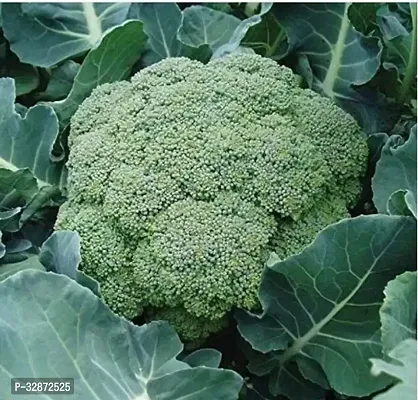 Broccoli F1 Hybrid Vegetable Seeds (Pack 50 Seeds)-home and Kitchen Gardening-thumb0