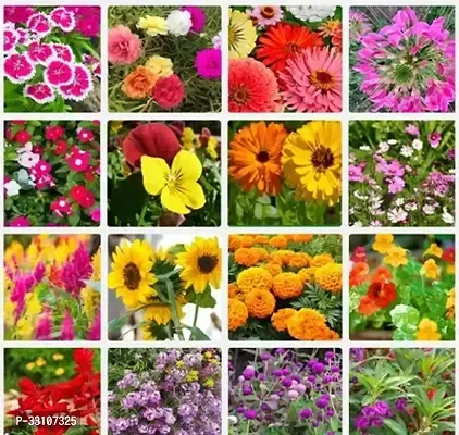 flower seeds for home garden flowers combo of 16 packet of seeds winter summer spring all season flowering seeds for pots outdoor and indoor flower plants for home-thumb0