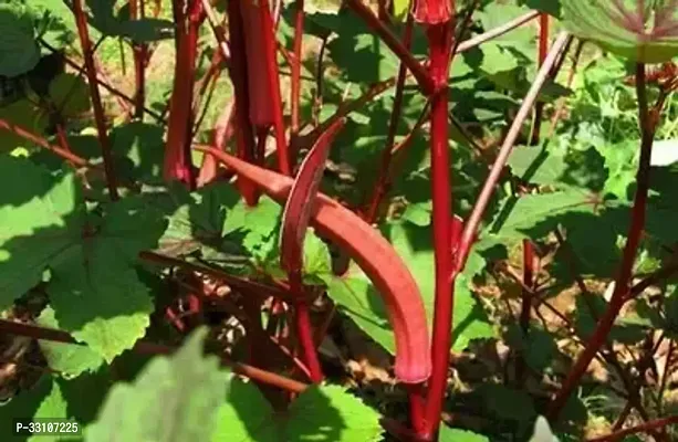 red okra bhindi ladys finger hybrid vegetable pack of 50 seeds-thumb0