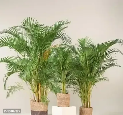 areca palm plant seed 5 seed for home gardening use indoor and outdoor-thumb0