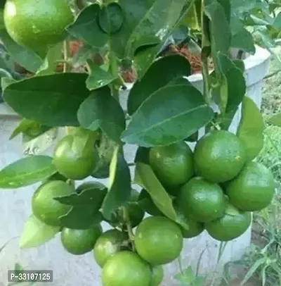 exotic hybrid lemon vegetable seeds lime 10 seeds for home kitchen gardening-thumb0