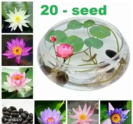 lotus flower seeds 20 seed mixed color seeds for home garden water lily flower plant seeds