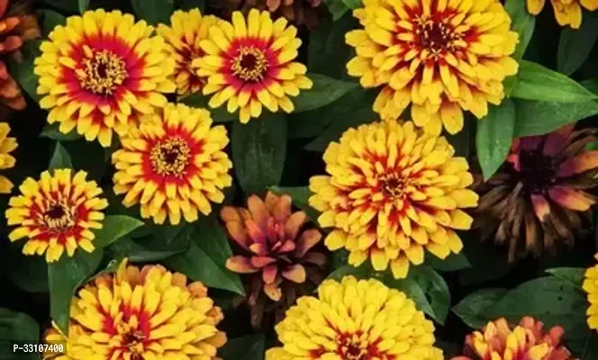 zinnia hybrids mixed color zinnia flower 25 seeds for home gardening-thumb0