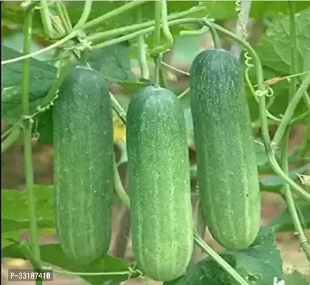 hybrid cucumber vegetable seeds pack of 50 seeds-thumb0